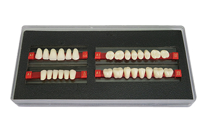 Synthetic Resin Teeth Four Layer - SA41
