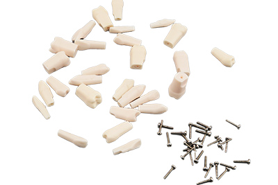 Permanent Teeth with Straight Roots - TM-D7