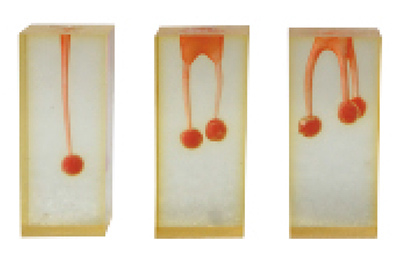 Dental Canal - TM-N4