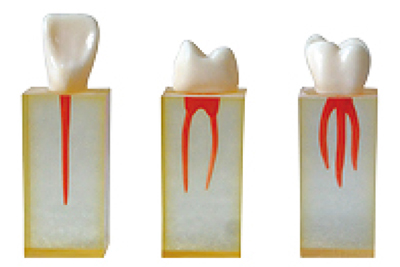 Dental Canal Practice Teeth - TM-N5