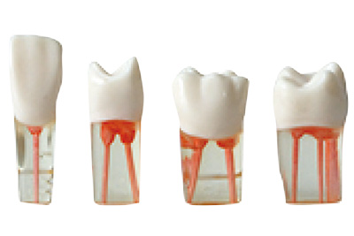 Endo Canal Practice Teeth - TM-N6