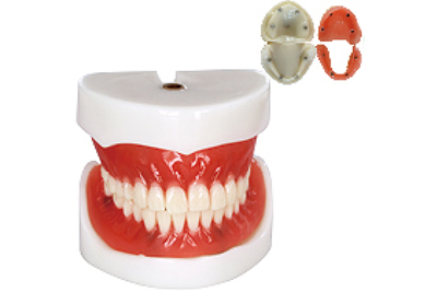 Full Denture Implant Mode - TM-T21
